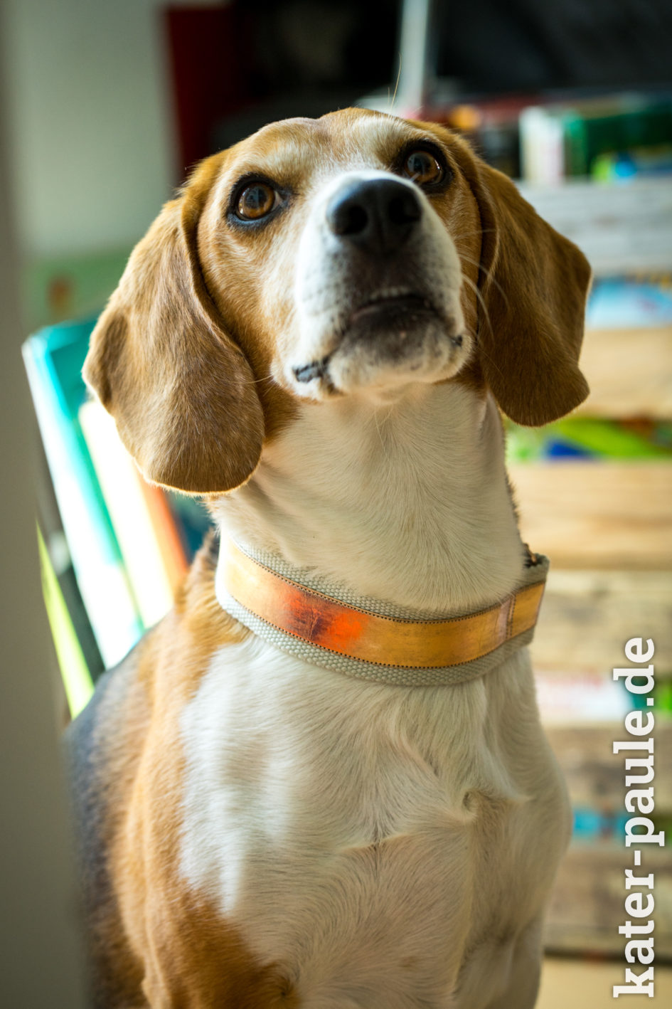 Schmucker Hund ein neues Halsband! Kater Paule